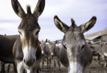Pakistan Witnesses a Significant Surge in Donkey Population, Reaching 5.8 Million
