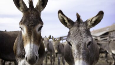 Pakistan Witnesses a Significant Surge in Donkey Population, Reaching 5.8 Million